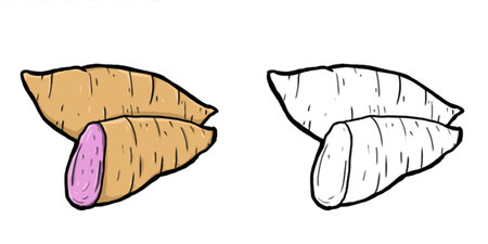 Illustration of purple sweet potato. Perfect for art, postcards, cards, wall decor, t-shirts, cards, prints, picture books, coloring books, wallpapers, prints, cards, etc.の写真素材