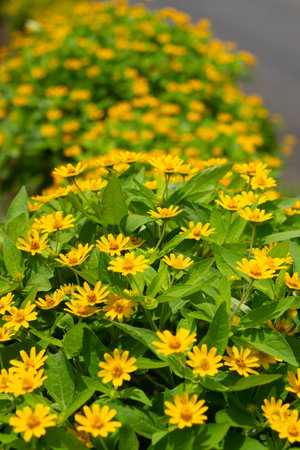 Melampodium divaricatum flower field. Melampodium or medallion flower in the middle of a field,...
