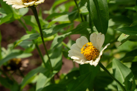 Beautiful white flowers in bloom.