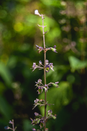 Spring flower in the forest