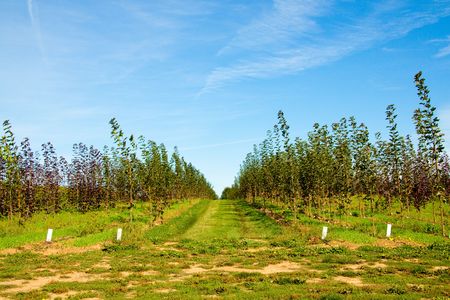 Rows of trees are stacked and lined up for growth at a tree farm nursery.の写真素材