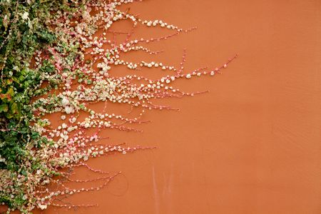 A plant grows horizontal on a terracotta colored building.の写真素材