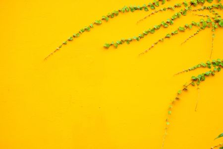 A yellow wall with ivy extending into the frame creating a unique and interesting image perfect for use with text or as a background.の写真素材