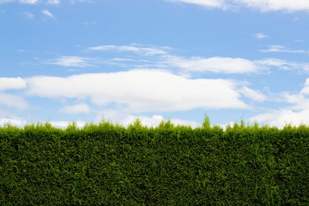 A green hedge and blue sky with clouds forms a unique and interesting abstract image that is very simple and perfect for design usage such as background image or room for text and copy space.の写真素材