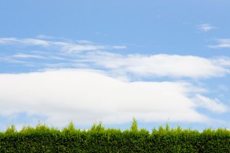 A green hedge and blue sky with clouds forms a unique and interesting abstract image that is very...