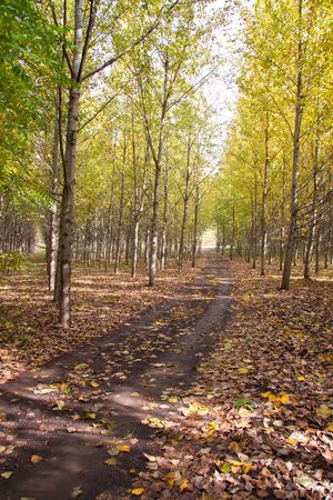 Landscape nature shots in color of an orchard forest during the season of autumn or fall.の写真素材