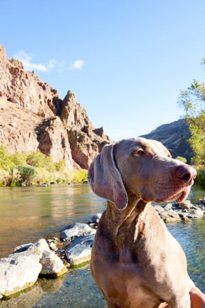 A weimaraner enjoys the water in Eastern Oregon along a river and lake.の写真素材