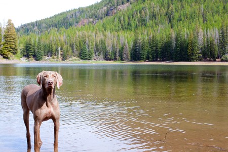 A weimaraner enjoys the water in Eastern Oregon along a river and lake.の写真素材