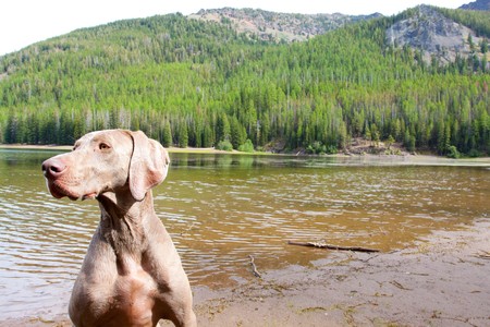 A weimaraner enjoys the water in Eastern Oregon along a river and lake.の写真素材