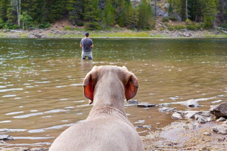 A weimaraner waits on shore and watches its owner fly fishing in a lake.の写真素材