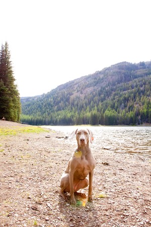A weimaraner enjoys the water in Eastern Oregon along a river and lake.の写真素材