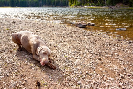 A young weimaraner lays next to a lake and chews on her stick while playing in Eastern Oregon.の写真素材