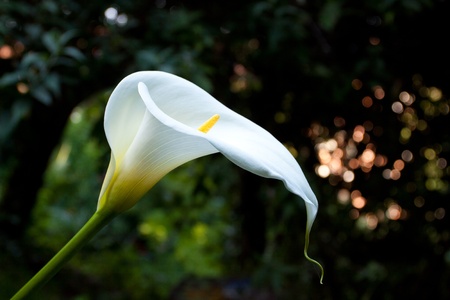 Calla Lilies are photographed in a garden with flowers, grass, and more in a San Francisco park.