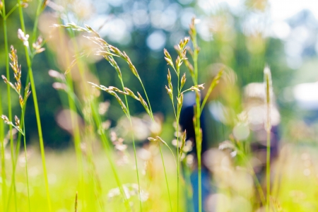 A couple is out of focus behind some green grass in a field or meadow の写真素材