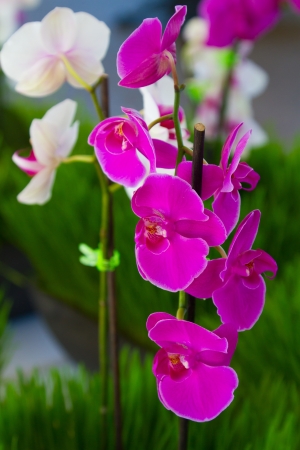 Beautiful orchids at a wedding ceremony. They are purple and white in a vertical image.の写真素材