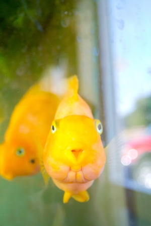 Some gold fish swim in an aquarium and look towards the camera while underwater.の写真素材