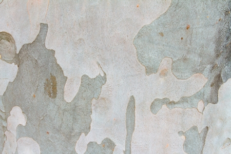 A light colored tree has multiple shade of grey in a sort of camo like appearance in this nature...