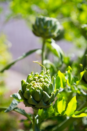 Artichoke flowers are photographed closeup to show the detail of this truly unique vegetable in a garden.の写真素材