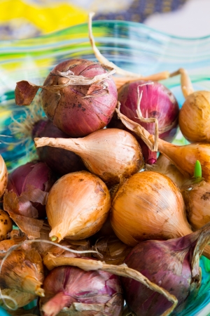 Organic homegrown hand-picked shallots and onions together in a bowl drying ready to be used for cooking.の写真素材