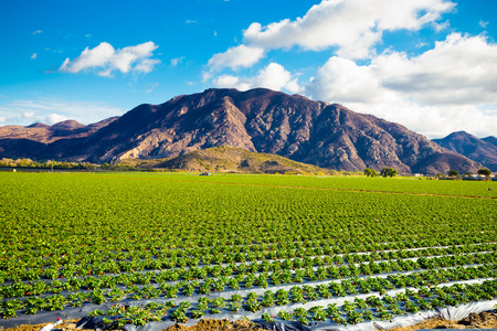 Strawberry field on a farm against some dramatic mountains make for a unique landscape image of Southern California.の写真素材