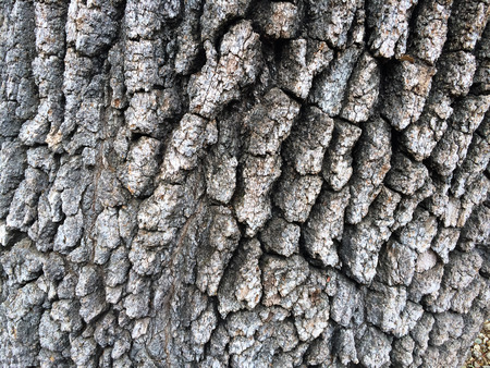 An old oak tree with bark creates this abstract detail nature image.