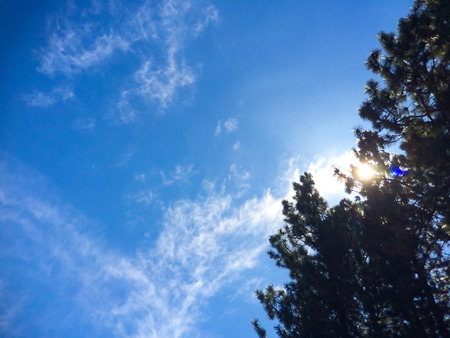 Nature abstract of sun, sky, and trees in this Oregon landcape shot.の写真素材