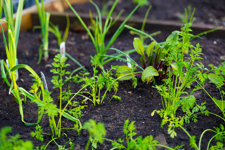 Carrot tops are sprouting up through the soil in a garden bed with nice soil.