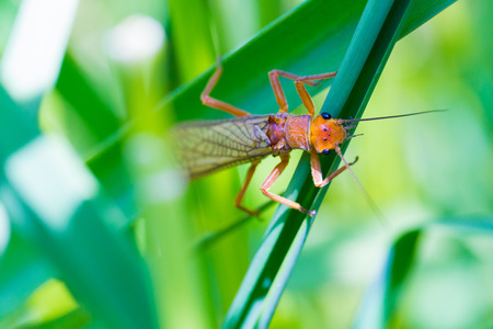 Lower Deschutes River in Oregon is known for its great hatch of golden stoneflies and salmonflies on the grass near the river. These insects are prime food for fish.の写真素材