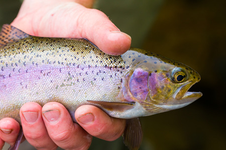 Fly fisherman holding a trophy redside rainbow trout native to the Deschutes River in Oregon.の写真素材