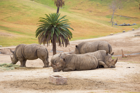 White rhinos resting on the prairie of a large safari style park.の写真素材