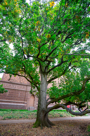 EUGENE, OR - OCTOBER 25, 2016: One of the oldest trees on the University of Oregon campus in front of the Jordan Schnitzer Museum of Art in Eugene.のeditorial素材