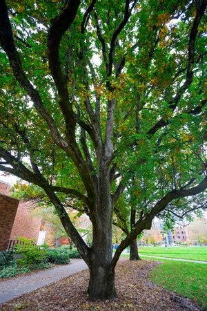 EUGENE, OR - OCTOBER 25, 2016: One of the oldest trees on the University of Oregon campus in front of the Jordan Schnitzer Museum of Art in Eugene.のeditorial素材