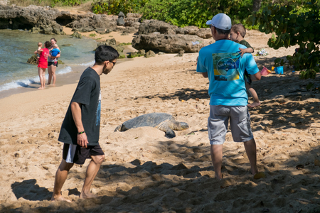 HALEIWA, OAHU, HAWAII - FEBRUARY 15, 2017: Tourists fill the beach and take pictures and selfies with cameraphones after a tour bus lets them off at Haleiwa Beach Park in Oahu Hawaii.のeditorial素材