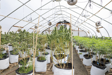 Legal Marijuana Grow Facility in Oregonの写真素材