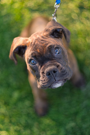 Puppy Ring Bearer at Weddingの写真素材