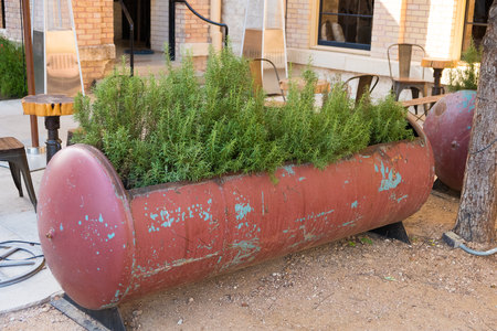 Rosemary Garden in Texasの写真素材