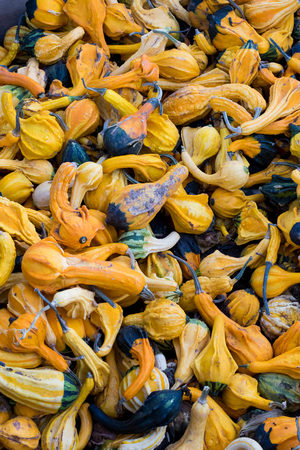 Squash at Detering Farm in Eugene Oregonの写真素材