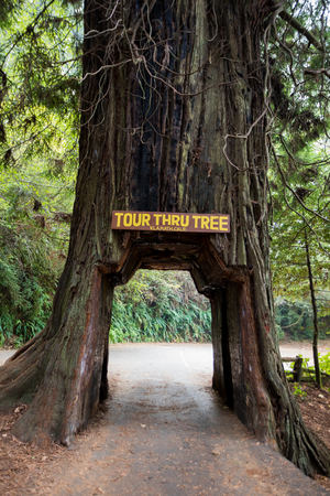 Tour Thru Tree California Redwoods Klamath CAのeditorial素材