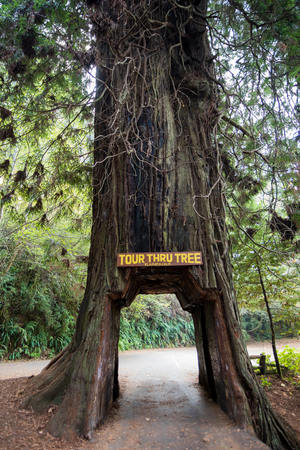 Tour Thru Tree California Redwoods Klamath CAのeditorial素材