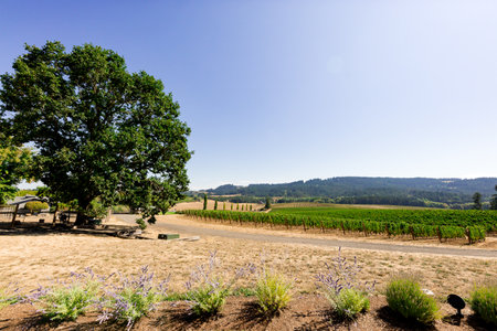 Oak Tree and Winery Vineyardの写真素材