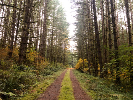Old Forest Service Road in Oregon