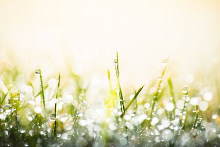 Fresh morning dew on green grass, macro water drops on grass, close up nature backgroundの写真素材