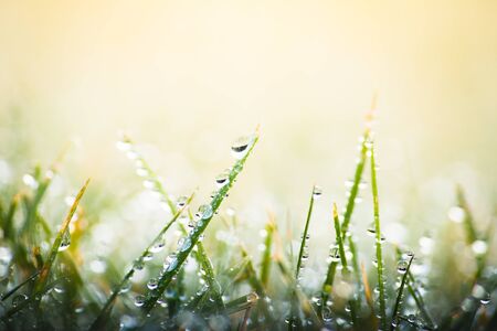Fresh morning dew on green grass, macro water drops on grass, close up nature backgroundの写真素材