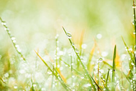 Fresh morning dew on green grass, macro water drops on grass, close up nature backgroundの写真素材