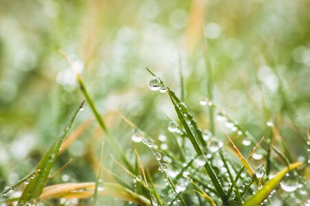 Fresh morning dew on green grass, macro water drops on grass, close up nature backgroundの写真素材