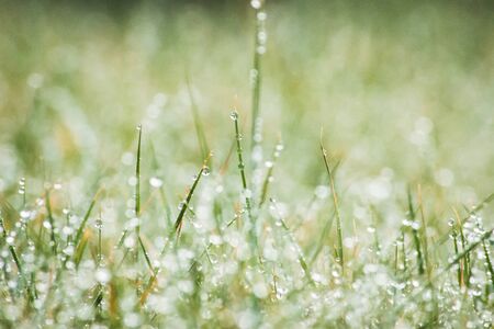 Fresh morning dew on green grass, macro water drops on grass, close up nature backgroundの写真素材