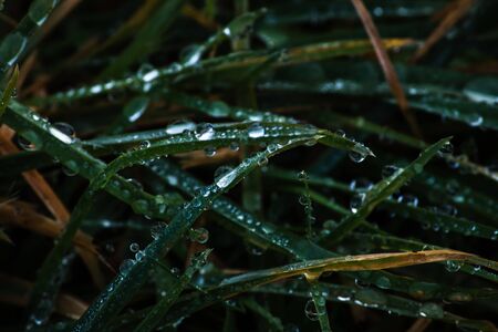 Fresh morning dew on green grass, macro water drops on grass, close up nature backgroundの写真素材