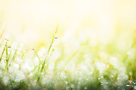 Fresh morning dew on green grass, macro water drops on grass, close up nature backgroundの写真素材