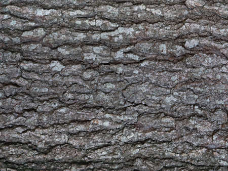 Grey tree bark texture