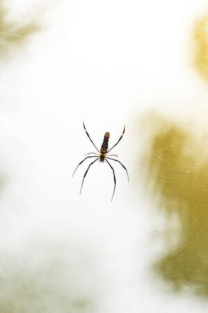 Black and Yellow colourful spider and web in natural background. Macro photography.のイラスト素材